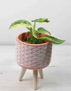 philodendron-white-wizard-compra-online