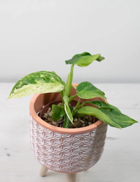 PHILODENDRON WHITE WIZARD - PARA AMANTES DE LO EXCLUSIVO