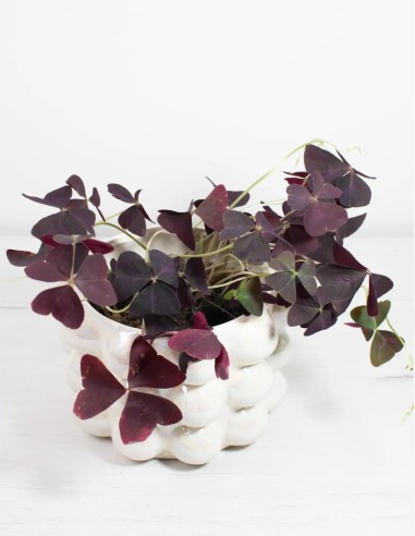 oxalis-mijke-hojas-moradas-en-movimiento