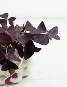 oxalis-triangularis-mijke-trebol-morado-compra 2