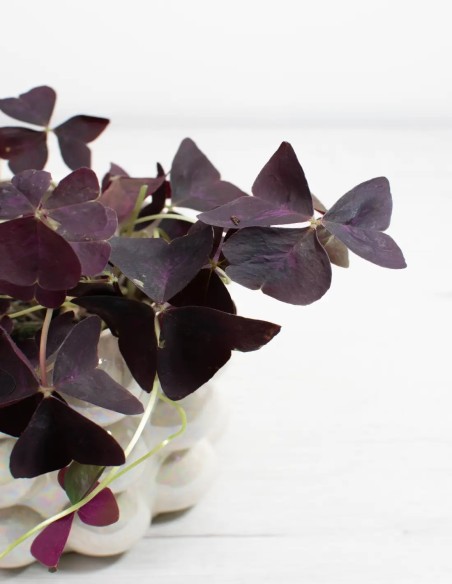 planta-oxalis-mijke-consejos-y-cuidados