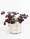 oxalis-triangularis-mijke-trebol-morado-compra
