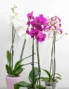 comprar-phalaenopsis-tienda-fisica-benavent
