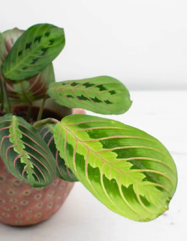 MARANTA LEUCONEURA  "FASCINATOR"
