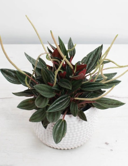 peperomia-rosso-planta-exterior-interior-cuidado-facil