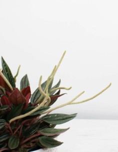 planta-peperomia-rosso-comprar-online 2