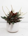 planta-peperomia-rosso-comprar-online