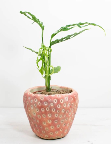 monstera-obliqua-peru-hojas-perforadas-plantas-de-interior