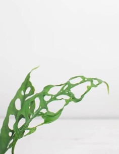 monstera-peruana-tropical-cuidado-luz-indirecta 2