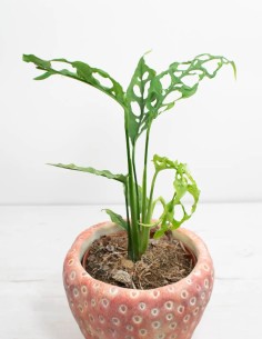 monstera-peruana-tropical-cuidado-luz-indirecta