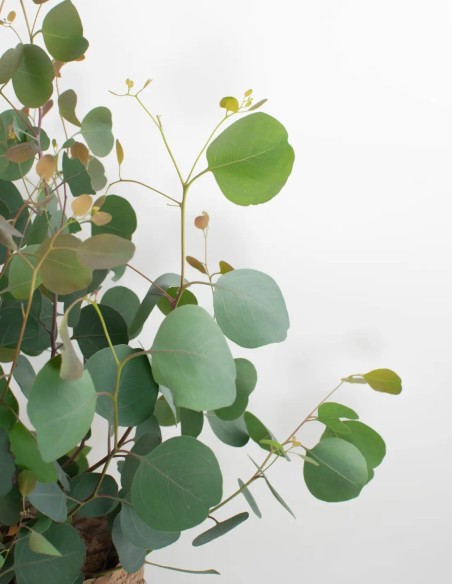 planta-eucalipto-polyanthemos-para-decoracion