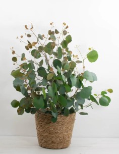 eucalyptus-polyanthemos-hojas-redondas-aroma-fresco