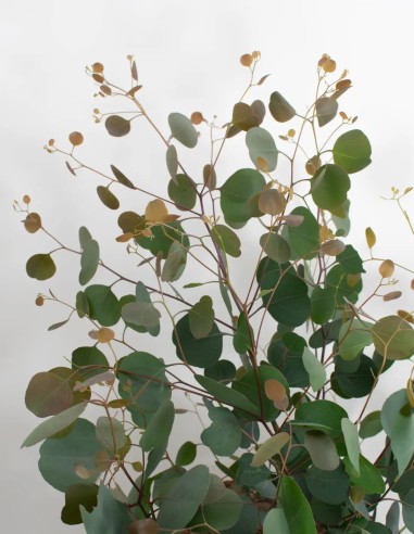 comprar-eucalyptus-polyanthemos-online-españa