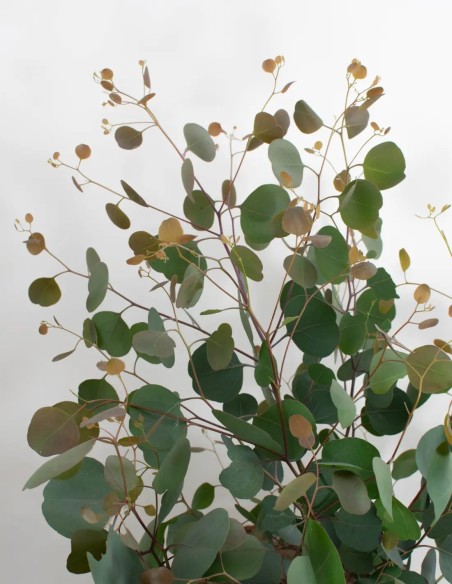 comprar-eucalyptus-polyanthemos-online-españa