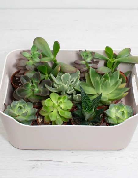 planta-sorpresa-suculenta