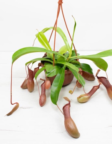 comprar-nepenthes-planta-carnivora-online