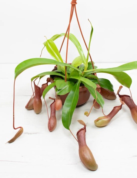 comprar-nepenthes-planta-carnivora-online