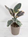 ficus-belize-planta-colorida-interior-compra