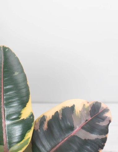 ficus-elastica-belize-hojas-tricolor-exóticas