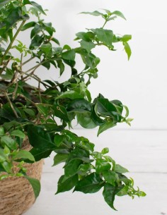 comprar-bougainvillea-flores-vibrantes-online 2