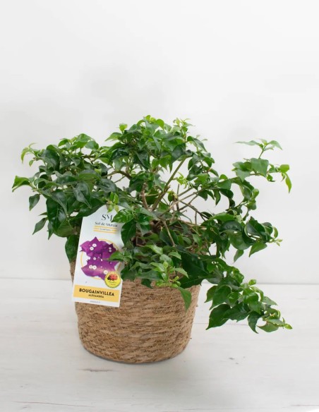 comprar-bougainvillea-flores-vibrantes-online