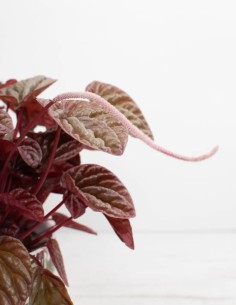 planta-peperomia-caperata-ideal-para-principiantes 2