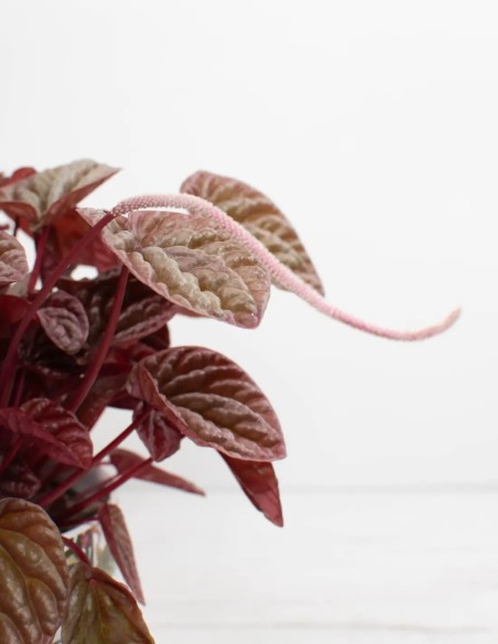 comprar-peperomia-caperata-quito-decoracion-interior