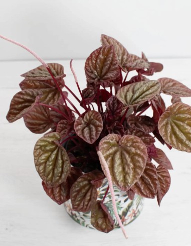 peperomia-caperata-quito-hojas-arrugadas-interior