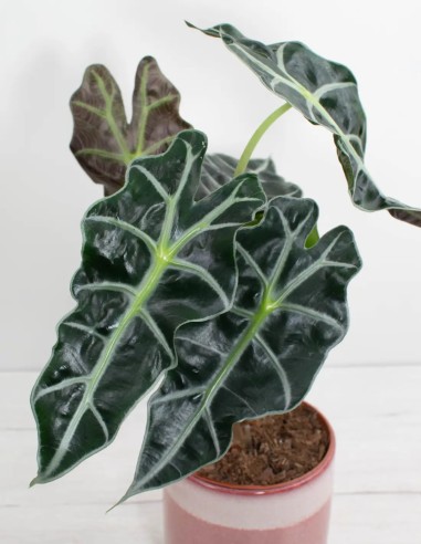 comprar-alocasia-amazonica-polly-planta-interior