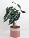 alocasia-polly-hojas-flecha