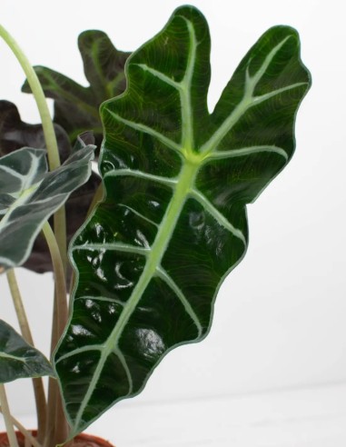 planta-exótica-alocasia-polly-venta-online