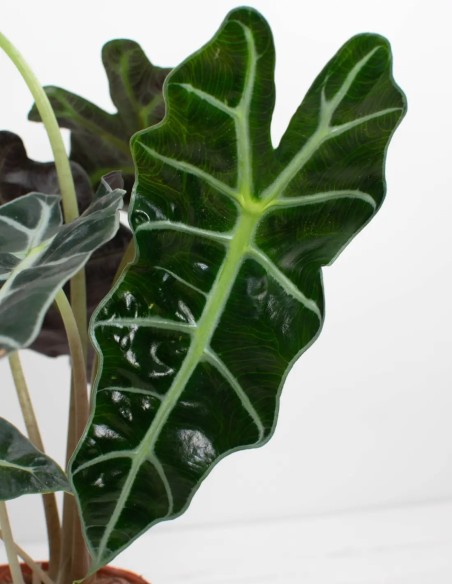 planta-exótica-alocasia-polly-venta-online