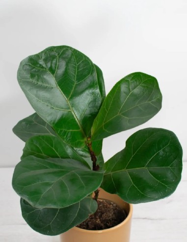cuidado-ficus-lyrata-planta-extensa-compra