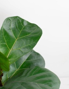 Compra-ficus-lyrata-planta-exótica-interior 2