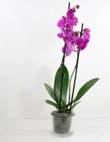 cubremacetas-para-orquideas-cristal-transparente-compra-online