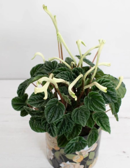 peperomia-lilian-planta-interior-facil-cuidado