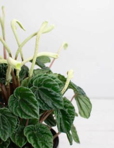 comprar-peperomia-lilian-online-el-secreto-de-las-plantas 2