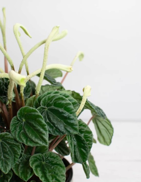 planta-peperomia-lilian-para-interior-amigable-mascotas