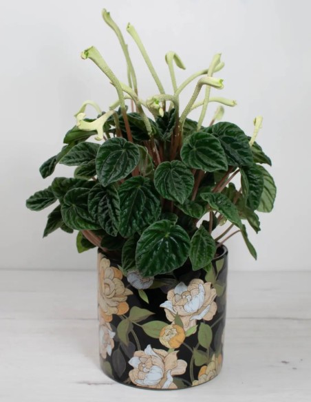 comprar-peperomia-lilian-online-el-secreto-de-las-plantas