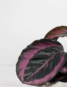 calathea-roseopicta-dotti-planta-de-interior-tropical 2