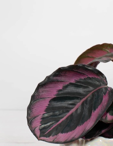 comprar-calathea-roseopicta-dotti-online