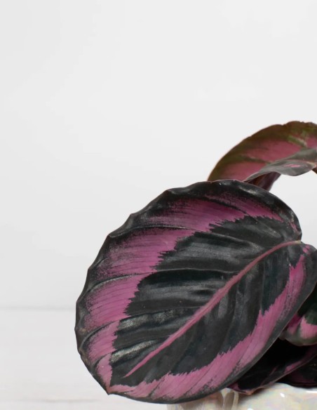 comprar-calathea-roseopicta-dotti-online
