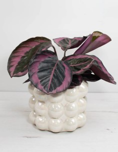 calathea-roseopicta-dotti-planta-de-interior-tropical