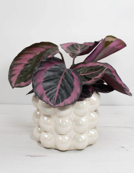calathea-roseopicta-dotti-planta-de-interior-tropical