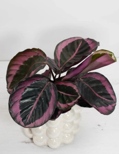 calathea-dotti-hojas-rosadas-decoracion-joven