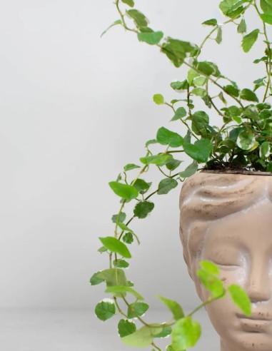 ficus-pumila-white-sunny-cuidados-y-mantenimiento