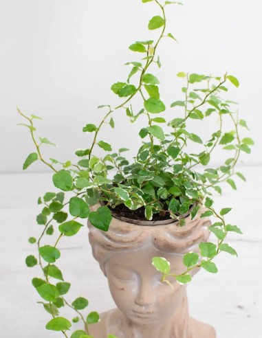 planta-colgante-ficus-pumila-white-sunny-el-secreto-de-las-plantas