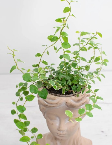 planta-colgante-ficus-pumila-white-sunny-el-secreto-de-las-plantas