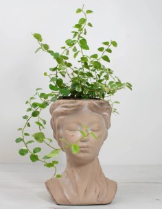 ficus-pumila-white-sunny-trepadora-hojas-variegadas