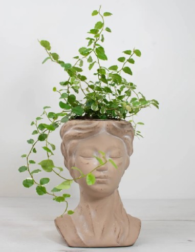 ficus-pumila-white-sunny-trepadora-hojas-variegadas